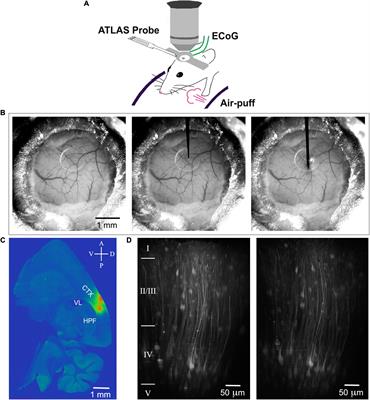 Simultaneous Two-Photon Voltage or Calcium Imaging and Multi-Channel Local Field Potential Recordings in Barrel Cortex of Awake and Anesthetized Mice